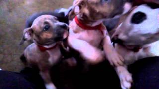 Dub9 bully pups @8 weeks