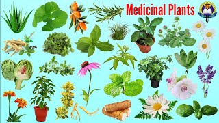 Medicinal Plants Name | Ayurvedic Plants Name In English With Picture| Easy English Learning Process