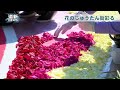 街角に大きな花の絵出現　サッポロフラワーカーペット２０２４開幕