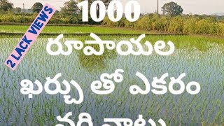 1000 రూపాయల ఖర్చు తో ఎకరం వరి నాటు వెసుకొవచు😱😳| #myfirstshorts #shorts