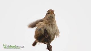 Wren, Troglodytes troglodytes