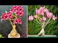 FULL VIDEO + 05 Great ideas for propagating Plumeria are very simple