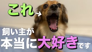 犬は心の底から大好きな飼い主にだけこの行動をします。