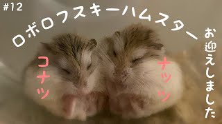 #12[ロボロフスキーハムスター]初めての多頭飼い