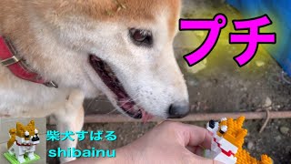 柴犬のプチブロックをダイソーで購入した