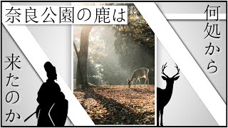 【雑学】奈良公園の鹿は、いつ、どこから来たのか