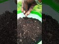 growing aloevera from seed.