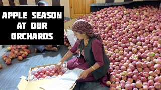 Apple season at our orchards in Rohru,Shimla