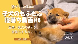 【豆柴のかわいい寝顔】かわいい柴犬の子犬が寝落ちするまで・もふもふ寝落ちシリーズ#6 桃花（とうか） 【癒やし動画】