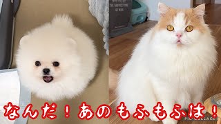 初めてケージ越しに愛猫と子犬を会わせたらこうなりましたw 【成長記録04】