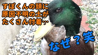 【pet duck】本日も変わらぬ日常、すぽの散歩風景【合鴨のペット】