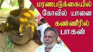 Salem Sugavaneswarar Temple  elephant latest news  tamil news live, tamil live news, redpix