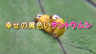 幸せの黄色いテントウムシ