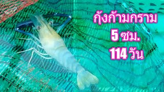 เลี้ยงกุ้งก้ามกราม 5cm 114วัน เจอกุ้งลอกคราบ