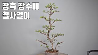 MAJOR AXIS Chaenomeles japonica | WIRE | BONSAI