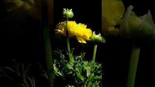 Blooming Ranunculus Flower Timelapse