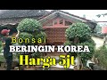 Bonsai beringin korea, harga 5jt