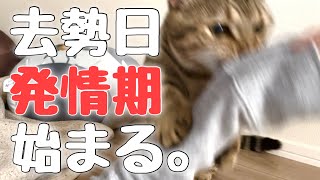 去勢手術当日に発情期が始まってしまった猫