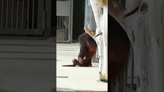 Orangutan Surya and her funny baby Nilah.#shorts#funnyvideos#orangutans#funnyanimals#zoo