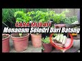 How to Grow Celery from stems 40 days ready for harvest