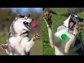 My Husky FAILS at catch! Doesn't Close His Mouth in Time! #shorts