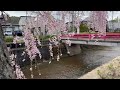 ［sakura 追櫻計劃］天童市「倉津川」兩旁的粉紅枝垂櫻，日本山形県天童市，tendo yamagata japan 。大蔚阿昌（david liao ［日本東北旅行日記］