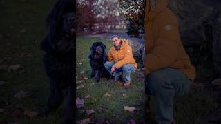 Huge black dog jumped up at me in the park while I was taking photos #newfoundland