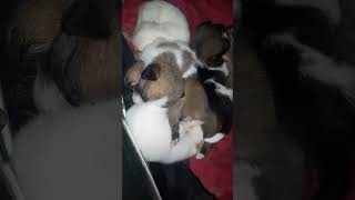 പാത്തുവിന്റെ മക്കൾ #shorts#youtubeshorts#cute#dog#doglover