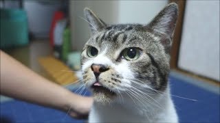 かわいい♥舌が出てる猫！背中カキカキすると舌が出てくるリキちゃん【リキちゃんねる　猫動画】Cat video　キジトラ猫との暮らし