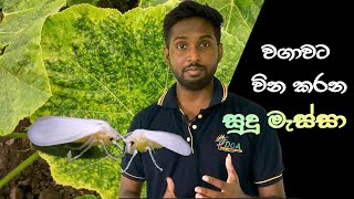 අස්වැන්න අඩු කරන සුදු මැස්සා [ White fly]