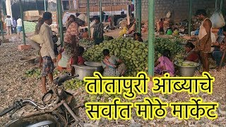 India's Biggest Totapuri (Ginimoothi)Mango Market on Kadappa - Tirupati Balaji Road