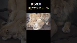 旭川動物園ライオン🦁オリトファミリースノコでまったり団子🍡