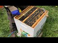 Installing Queens in Various Queen Cages into a Hive