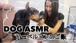 ドーベルマンのご飯🍚ASMR