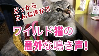 【メインクーン 癒しの鳴き声】ワイルドな外見からは想像もつかない可愛い声が‥