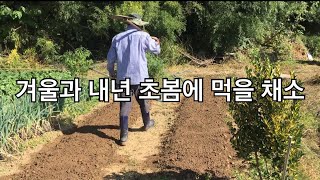 겨울과 내년 이른 봄에 먹을 채소 지금 빨리 파종 하세요