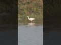 Egret searching food #Shorts