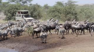 Zebra and Wildebeest. Chaos at the watering hole. Is it a Croc?