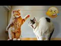 😸 Funniest Dogs and Cats 🐈😂 Funny Videos Every Days 🐶