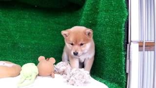 豆柴子犬9/30男の子♂摂州宝山荘　mame shiba dog Puppy （minishiba)