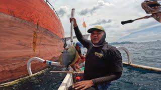 BUKAN DI BENOA!! KAPAL MERAH INI JADI SARANG IKAN !! #266