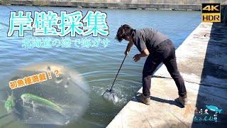 【ガサガサ】【岸壁採集】新魚種登場！？北海道の港で岸壁採集！