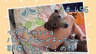 パパとイチャイチャする時間が大好きなイタグレｍｉｓｉａ(ミーシャ)【生後456日】【うちの子389日目】【イタリアングレーハウンド】【パピーズママ出身】【2021年5月17日生まれ】