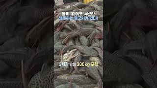 말레이시아 강을 점령한 아마존 괴물 메기