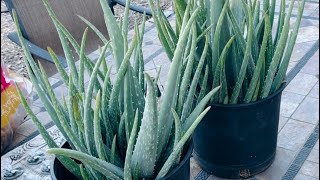 Repotting Aloe Vera | Season 4 | E94