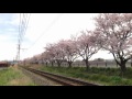 【秩鉄の春を駆ける 8506f】 東武8000系 秩父鉄道の桜並木を行く