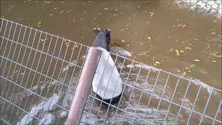 マレーバク（カナエ♀、ユメタ♂）＠千葉市動物公園20240514