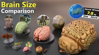 Brain Size Comparison | Animal | Human | Monster | Fictional Brains Size