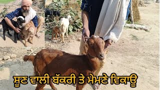 9041034503 ਬੱਕਰੀਆਂ ਤੇ ਮੇਮਣੇ ਵਿਕਾਊ