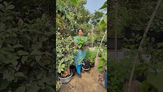 తల్లులు మెచ్చుకునే అంగన్వాడి కేంద్రం#please_subscribe_my_channel #garden